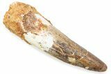 Fossil Spinosaurus Tooth - Real Fossil Tooth #372866-1